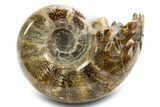 Polished, Chambered Ammonite (Argonauticeras) Fossil - Madagascar #312332-1